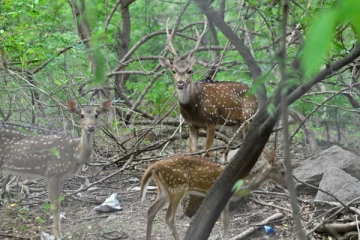 மான் வேட்டையில் ஈடுபட்ட நால்வருக்கு விளக்கமறியல்