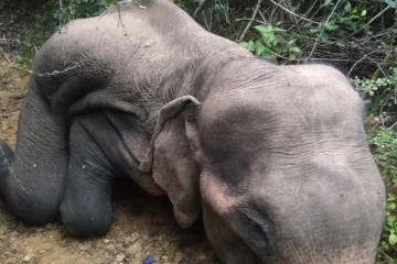 தம்பலகாமம் பகுதியில் இறந்து கிடந்த கொம்பன் யானை