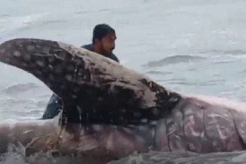 நிந்தவூர் கடற்கரையில் உயிருடன் கரை ஒதுங்கிய இராட்சத சுறா