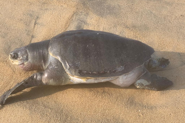 உயிரிழந்த நிலையில் கரையொதுங்கிய அரியவகை கடலாமை(Photos) | A Rare Species Of Sea Turtle Washed Ashore Dead