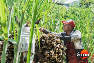 සෙවණගල උක් ටොන් ලක්‍ෂ ගණන් බල්ලට යද්දි ආණ්ඩුවට ගාණක්වත් නෑ - විමල්