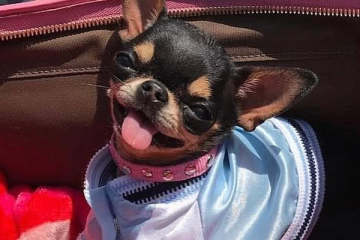 நாயை கண்டுபிடித்தால் இத்தனை லட்சம் பரிசா? நடிகை அதிரடி அறிவிப்பு