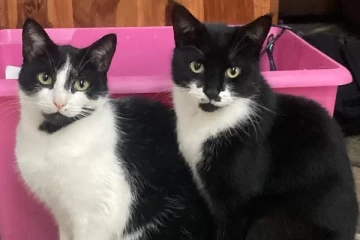 இங்கிலாந்து கிராமம் ஒன்றில் அவ்வப்போது காணாமல் போன உள்ளாடைகள்: திருடியது யார் என தெரியவந்தபோது...