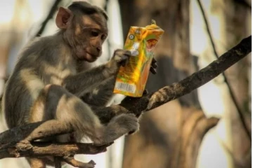 குரங்குக்கு உணவு கொடுத்த வெளிநாட்டு பெண்ணுக்கு நேர்ந்த நிலை