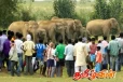 எதிர்காலத்தில் மக்கள் யானைகளை பார்க்கமுடியாத நிலை ஏற்படலாம்: விடுக்கப்பட்டுள்ள எச்சரிக்கை