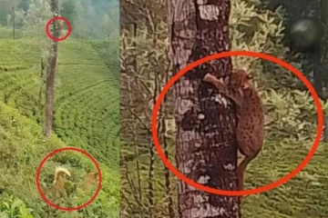 புலிக்குட்டியை பயத்தில் உறைய விட்ட நாய்கள் ; பீதியில் மரத்தில் குடியேறிய புலி