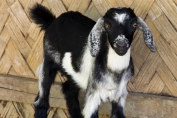 ஆட்டை பாலியல் வன்கொடுமை செய்த இளைஞன் ; நடவடிக்கை எடுக்க கோரிய நெட்டிசன்கள்