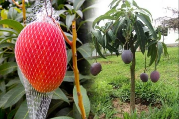 இந்தியாவின் ஒரு மாநிலத்தில் மட்டும் விளையும் அதிசய மாம்பழம்.., விலை எவ்வளவு தெரியுமா?