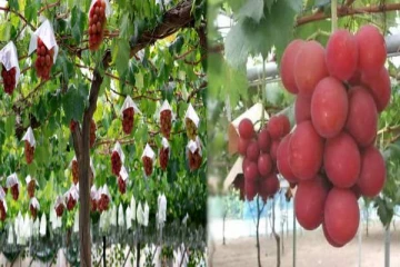 உலகின் மிகப்பெரிய திராட்சை - விண்ணைத் தொடும் விலை - காரணம் என்ன!