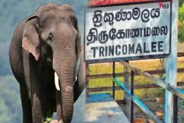 திருகோணமலையில் மர்மமான முறையில் இறந்து கிடந்த காட்டு யானை - இன்று மீட்பு