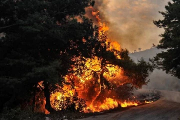 காட்டுத்தீயால் சேதம்: 24 பேர்களுக்கு மரணதண்டனை நிறைவேற்றிய நாடு