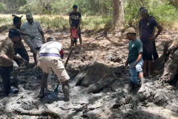 வவுனியாவில் சேற்றினுள் புதையுண்ட யானையை மீட்கும் நடவடிக்கை முன்னெடுப்பு