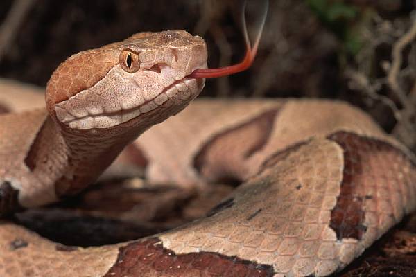 பாம்புக்கு குரல் வலை இல்லையா! அப்போ சீறும் சத்தம் எப்படி உருவாகுதுன்னு தெரியுமா? | How Does A Snake Make Hissing And Why