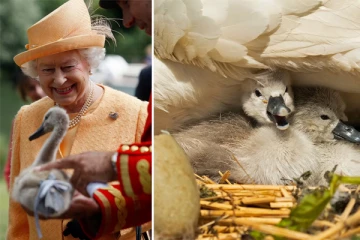 பிரித்தானியா மகாராணியாரின் அரண்மனையில் கருணைக்கொலை செய்யப்பட்ட 26 உயிர்கள்: சோகத்தில் மகாராணியார்