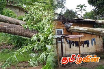 நானுஓயாவில் வீடொன்றின் மீது விழுந்த மரம்: நுவரெலியாவில் தொடரும் சீரற்ற காலநிலை