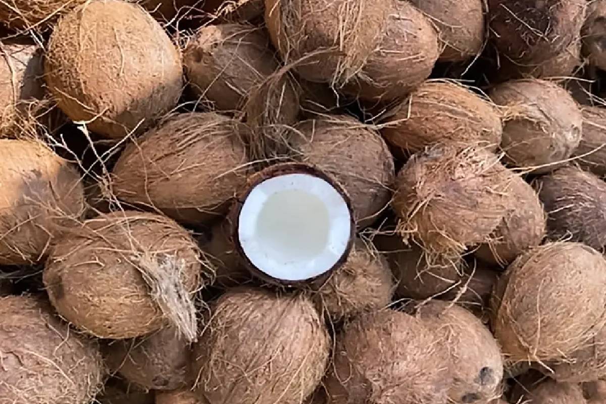 தென்னை ஏற்றுமதி மூலம் 514 மில்லியன் டொலர் வருவாய் | Coconut Exports Generate 514 Million In Revenue