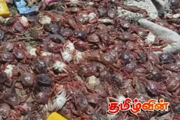 திருகோணமலையில் கரை ஒதுங்கிய சிவப்புநிற நண்டுகள்! பொதுமக்கள் பீதி