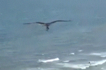 சுறாவையே வானத்தில் பறக்க விட்ட பருந்து! மில்லியன் பேரை வியக்க வைத்த காட்சி