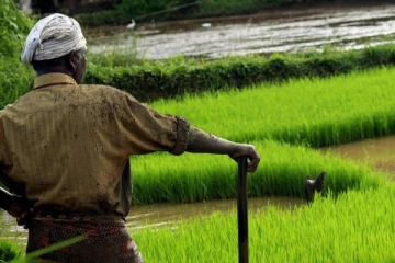 வயல் சண்டையில் பறிபோன உயிர்கள்!