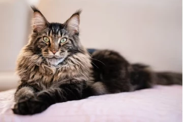 செல்லமாக வளர்த்த பூனைகள்! இறுதியில் பெண்ணை கொன்று தின்ற கொடுமை