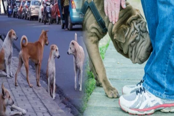 நடந்து செல்பவர்களை நாய் ஏன் மோப்பம் பிடிக்குது தெரியுமா? இது தான் காரணம்