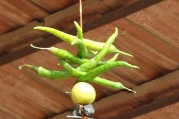 எலுமிச்சை பழத்தை வீட்டு வாசலில் வைப்பதால் திருஷ்டி நீங்குமா?