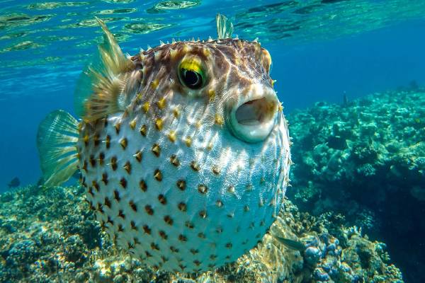 மனித மூளைக்கே ட்ஃப் கொடுக்கும் Puffer Fish! வியக்க வைக்கும் கலைப்படைப்பு எதற்காக தெரியுமா? | Interesting Facts About Puffer Fish Floor Design