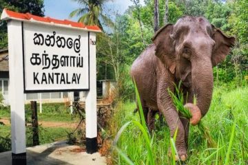 கந்தளாய் பகுதியில் காட்டு யானைகள் அட்டகாசத்தை கட்டுப்படுத்த அவசர நடவடிக்கை