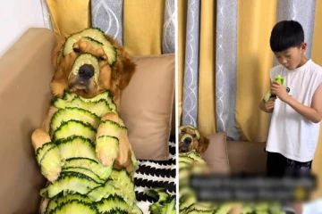 Viral video:சிறுவனின் வெள்ளரிக்காய் ஆடை ட்ரைல்- நாயின் எதிர்பாராத ரியாக்ஷன் வைரல்