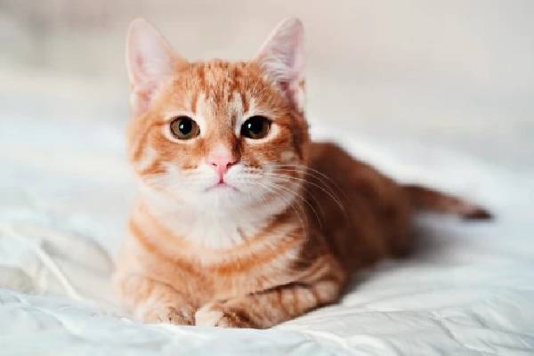 பூனைக் குட்டியால் ஒரு மில்லியன் வெள்ளியை இழந்த பெண்! | Lost A Million Silver Try Adopting A Cat