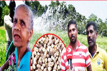 நட்டத்தை சந்தித்துள்ள நிலக்கடலை உற்பத்தி: நிர்க்கதியில் மட்டக்களப்பு விவசாயிகள்