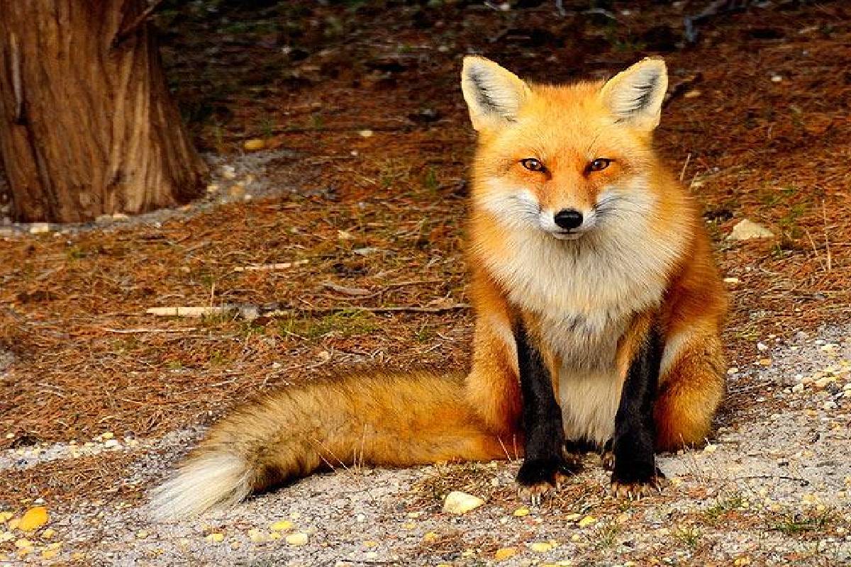 கடும் வெப்பத்தால் பிரான்ஸ் வனவிலங்குகளுக்கு நேர்ந்த கதி | The Fate Of French Wildlife Due To Extreme Heat