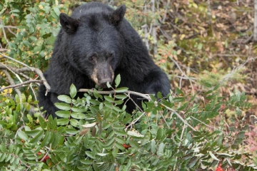 கரடி தாக்கி இளைஞர் ஒருவர் படுகாயம்