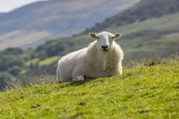 கோடி ரூபாய்க்கு விலை போன ஒரே ஒரு செம்மறி ஆடு! விலை இம்புட்டு கோடியா?