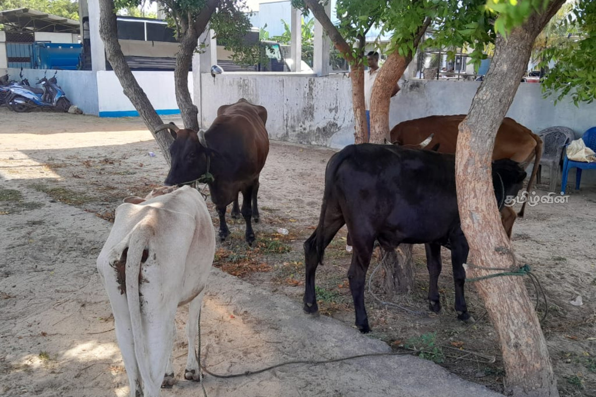 யாழில் இறைச்சியாக்க தயார் நிலையில் இருந்த மாடுகள் மற்றும் மாட்டிறைச்சி என்பன மீட்பு | Cows And Beef Are The Salvation யாழில் இறைச்சியாக்க தயார் நிலையில் இருந்த மாடுகள் மற்றும் மாட்டிறைச்சி என்பன மீட்பு | Cows And Beef Are The Salvation