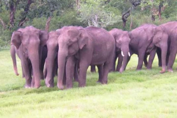 நள்ளிரவில் ஊருக்குள் நுழைந்த யானைக்கூட்டம் - மக்கள் விரட்டியடிப்பு