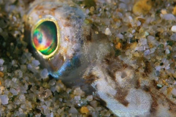 மீன் வடிவில் காத்திருக்கும் பேராபத்து! மண்ணில் பதுங்கி இருக்கும் அதிர்ச்சி