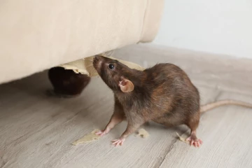 பெற்றோர் அலட்சியத்தால் எலி விஷம் சாப்பிட்ட குழந்தை உயிரிழப்பு