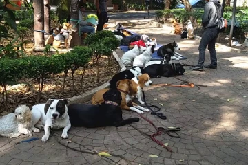 සුනඛයින්ට සුපිරි පුහුණුවක්..!