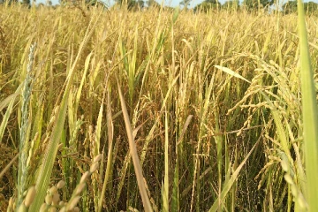 அறுவடைக்கு எரிபொருள் தேவை: விவசாயிகள் கோரிக்கை(Video)