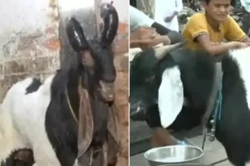 ஆட்டின் உடலில் பிறை குறியும், உருது எழுத்தும்.. எவ்வளவுக்கு விற்பனை ஆச்சு தெரியுமா?