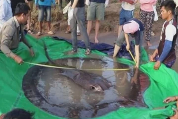 உலகின் மிக பெரிய நன்னீர் மீனை பிடித்த மீனவர்! எங்கு தெரியுமா?