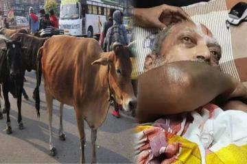 தொடர்ந்து சம்பவம் செய்யும் மாடுகள்.. முதியவரை முட்டித் தூக்கியதில் படுகாயம் - அச்சத்தில் மக்கள்!