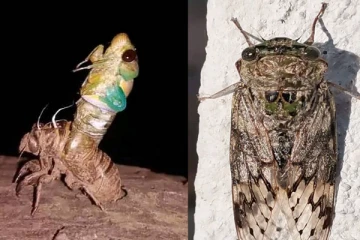 අපට හිසරදයක් වූ රැහැයියාගේ විලාපයේ සැඟවුණු රහස. (PHOTOS)