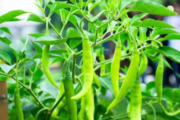 இலங்கையில் எகிறபோகும் பச்சை மிளகாய் விலை!