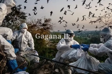 මිනිසුන්ට ආසාදනය විය හැකි තවත් නව වෛරසයක්. (PHOTOS)