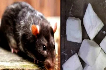 வீட்டில் அடிக்கடி எலி தொல்லையா? அப்போ இந்த டிப்ஸ் உங்களுக்காக..