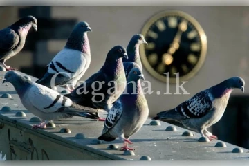 මළපහ නිසා පරවියන්ට කරන්න යන භයානක වැඩේ..