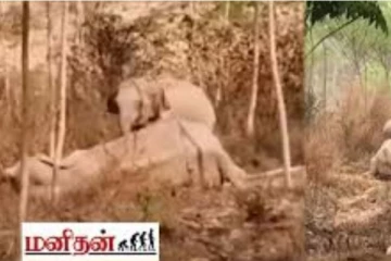 திடீரென மயங்கி விழுந்த யானை... தாயைக் காப்பாற்ற குட்டியானை நிகழ்த்திய பாசப்போராட்டம்
