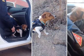 கண்ணிவெடிகளை கண்டுபிடிக்கும் உக்ரைனின் கில்லாடி மோப்ப நாய்...வைரலாகும் காணொளி